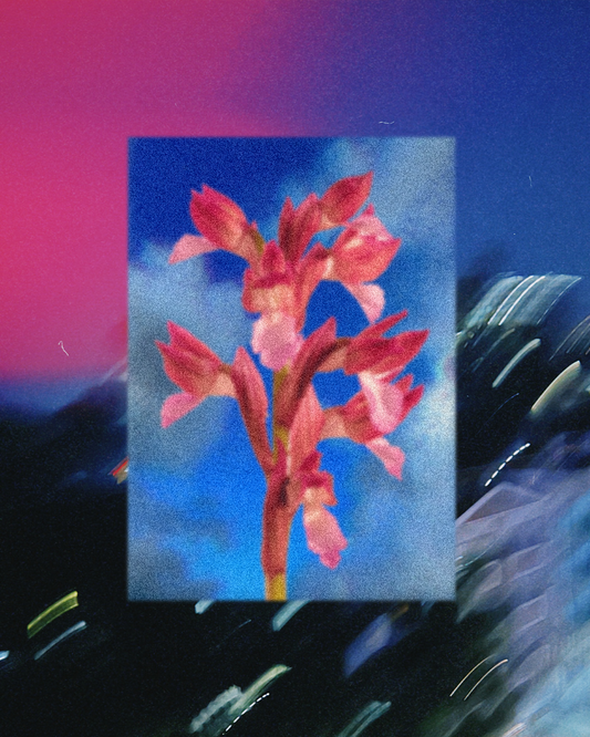 [a6 mini print] sky orchid